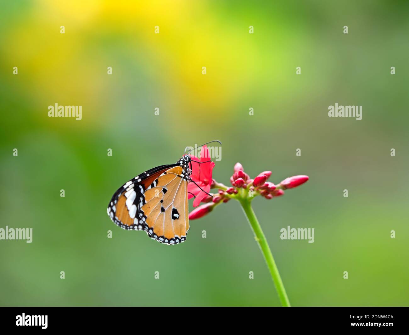 Cerca de Butterfly Polinizando en flor Foto de stock