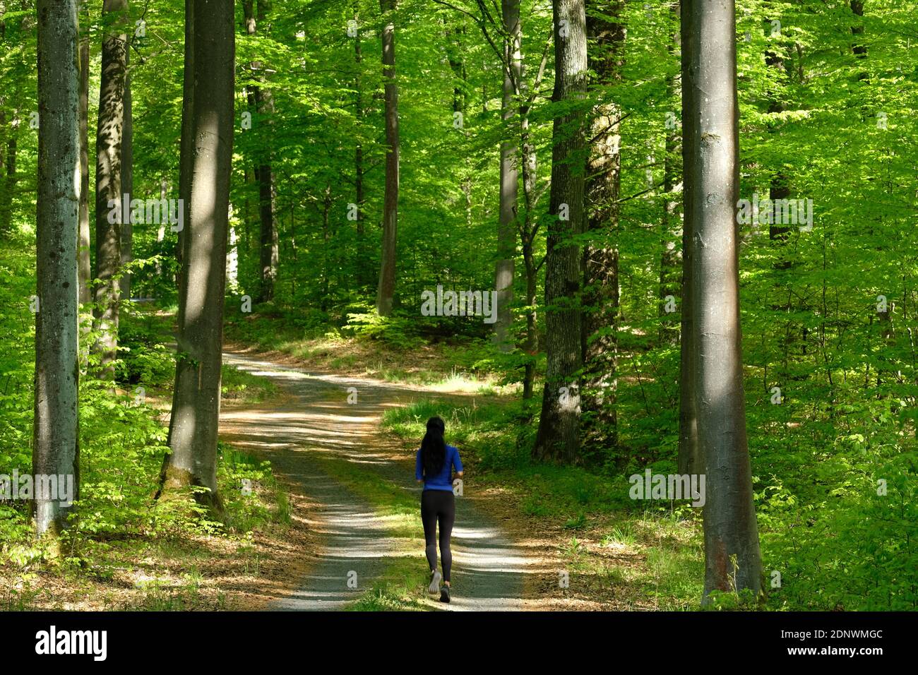 Bosque de haya en primavera. Una mujer Sporty borrosa con pelo negro largo caminando en Forest Trail. Foto de stock
