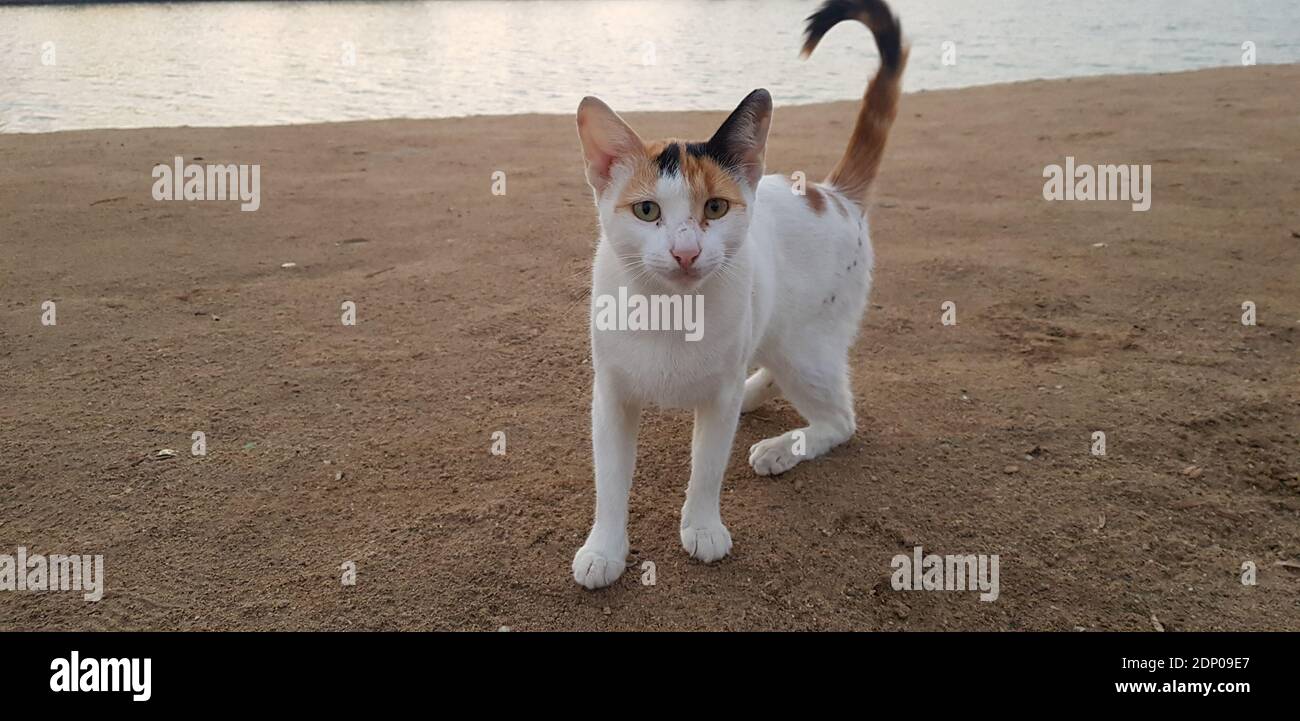 Gato en la playa fotografías e imágenes de alta resolución Alamy