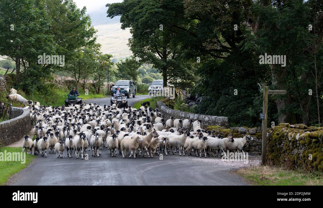 Granjero que mueve un rebaño de ovejas por un estrecho camino rural, Mallerstang, Cumbria, Reino Unido. Foto de stock