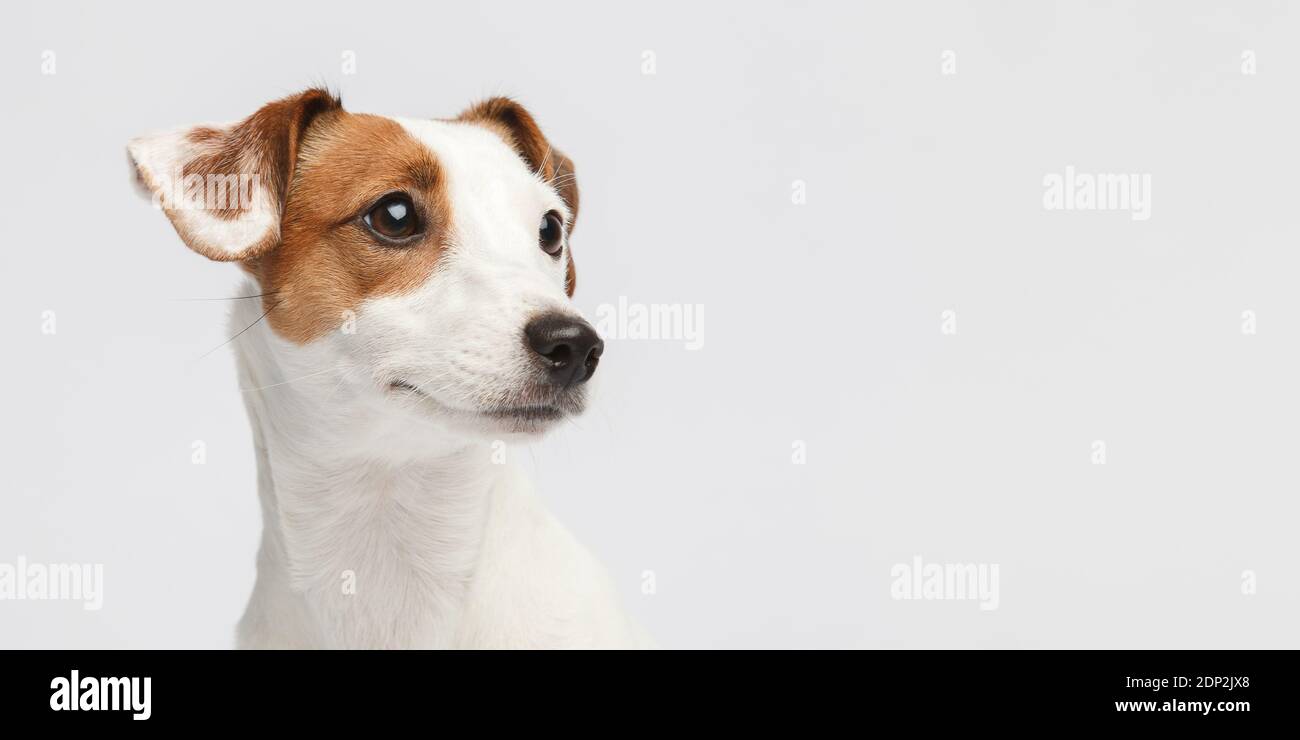 Fondo de perro cara terrier blanco fotografías e imágenes de alta  resolución - Alamy