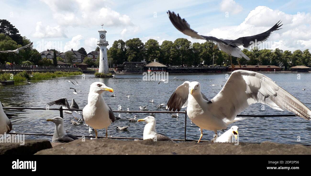Cardiff, Gales, Reino Unido - 2 de julio de 2020: Lago Roath Park en Cardiff. El faro es el monumento a Scott en memoria del capitán Scott que se fue de Cardi Foto de stock