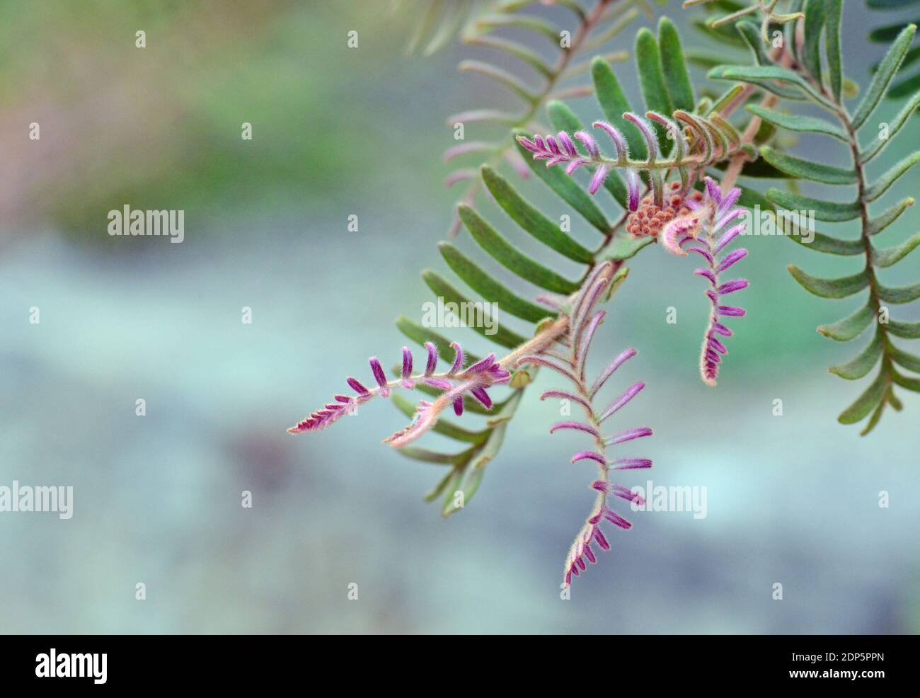 Follaje y rosa nuevo crecimiento de la nativa australiana Grevillea caleyi, familia Proteaceae. El estado de conservación en Nueva Gales del Sur está en peligro crítico Foto de stock