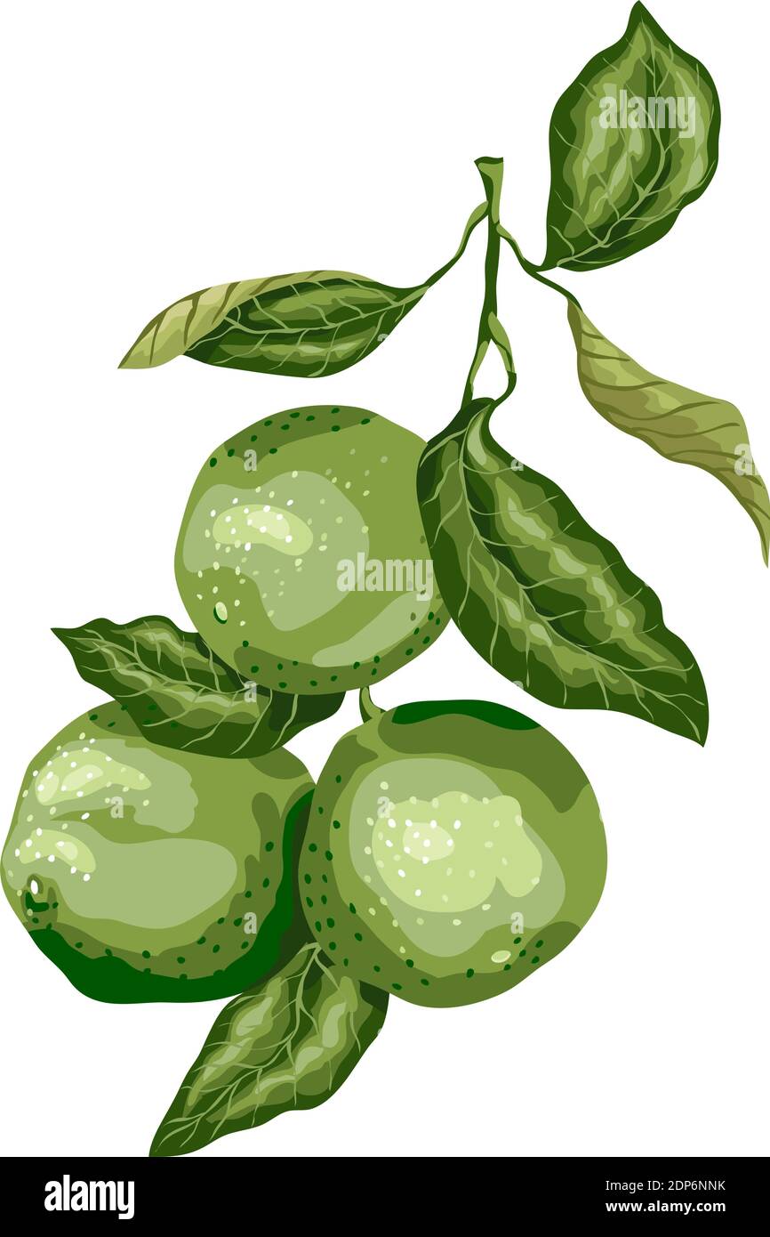 árbol de lima dulce Imágenes vectoriales de stock Alamy