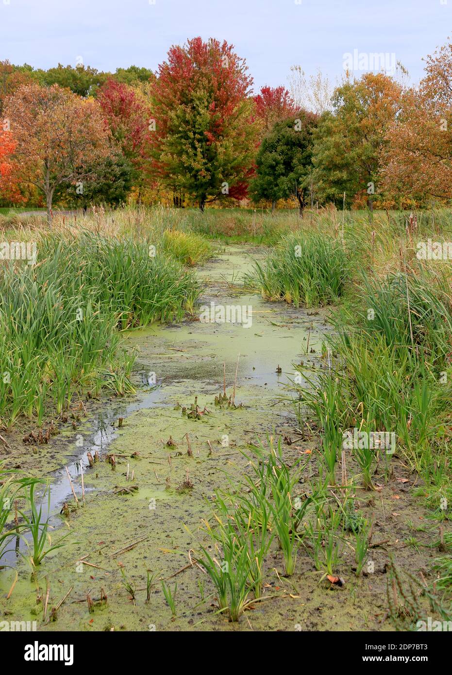 Arroyo con hierbas y algas en el primer plano y los árboles en los colores de otoño en el fondo Foto de stock