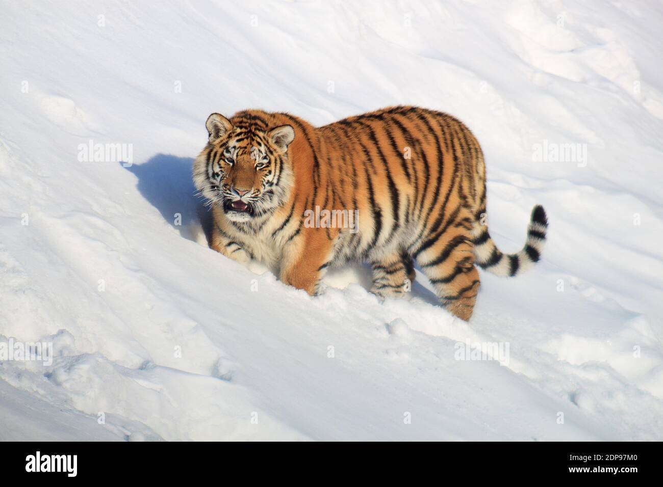 El tigre siberiano salvaje está mirando la cámara. Animales en la vida silvestre. Foto de stock