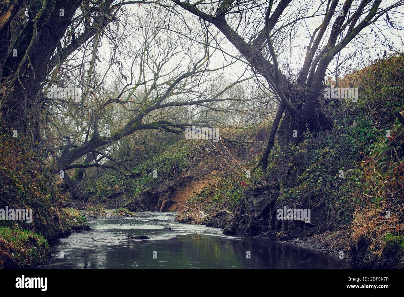 Sobresalen viejos sauces llorosos con un río poco profundo pintoresco campo Foto de stock