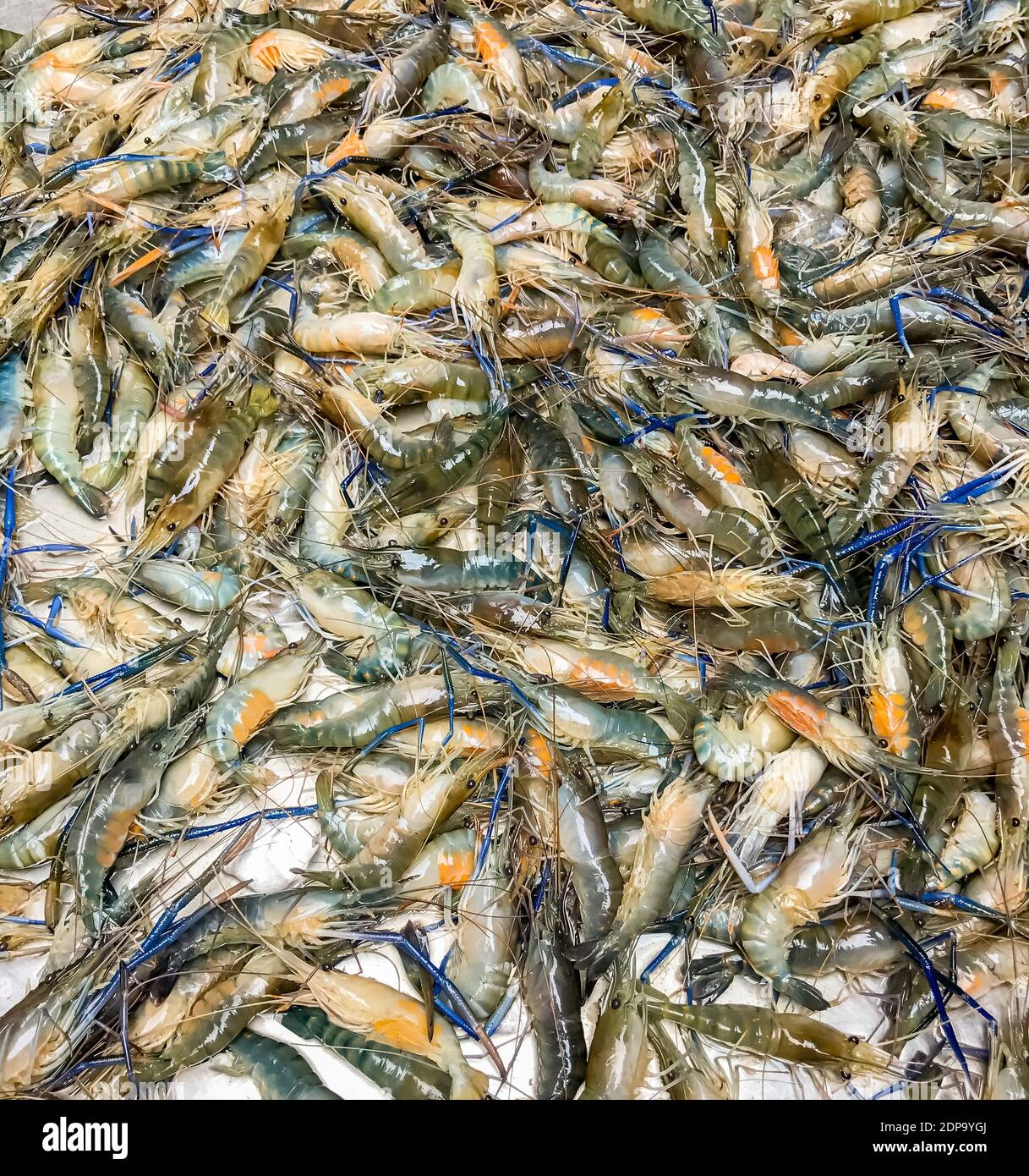 Primer plano de un fresco pescado langostino. Como camarón, pero de mayor  tamaño Fotografía de stock - Alamy