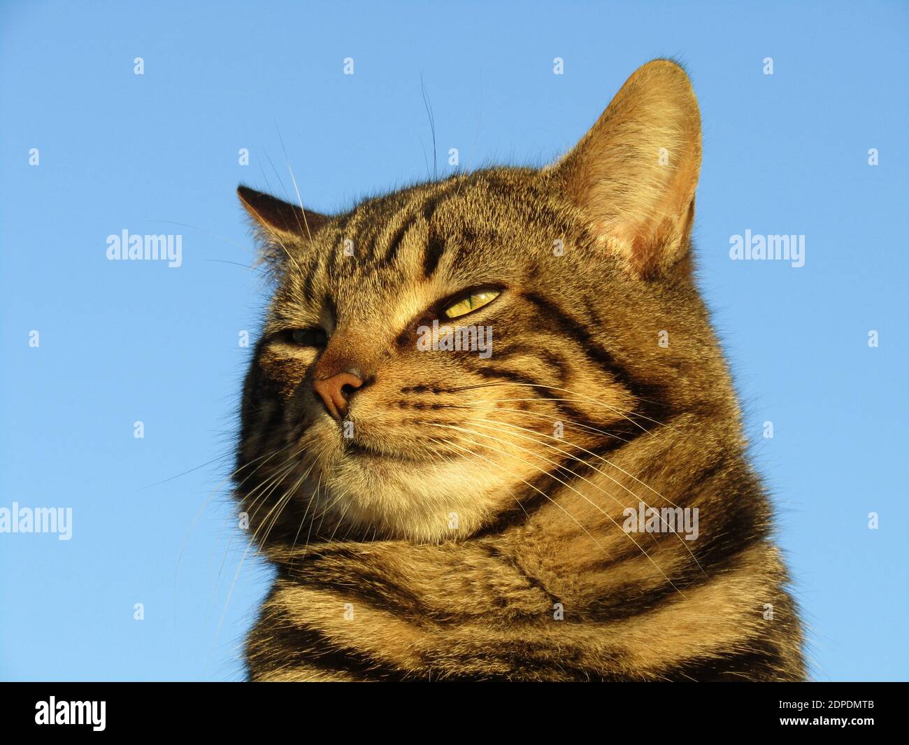 Close-up de Gato contra Sky Fotografía de stock - Alamy