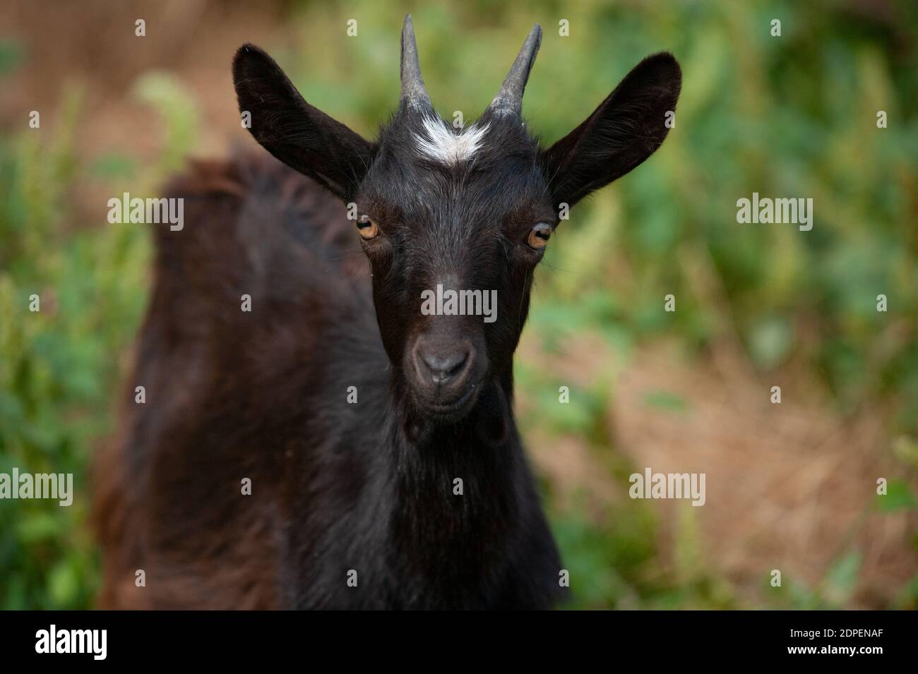 Retrato de una joven cabra negra en la granja Foto de stock