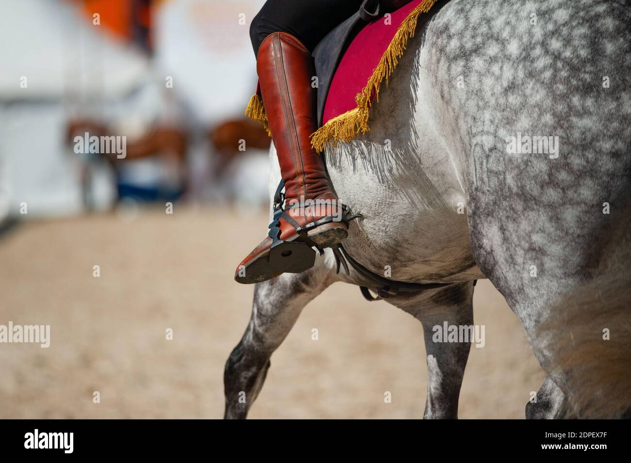 Equitación española closeup detalles. Dapple caballo gris closeup Foto de stock