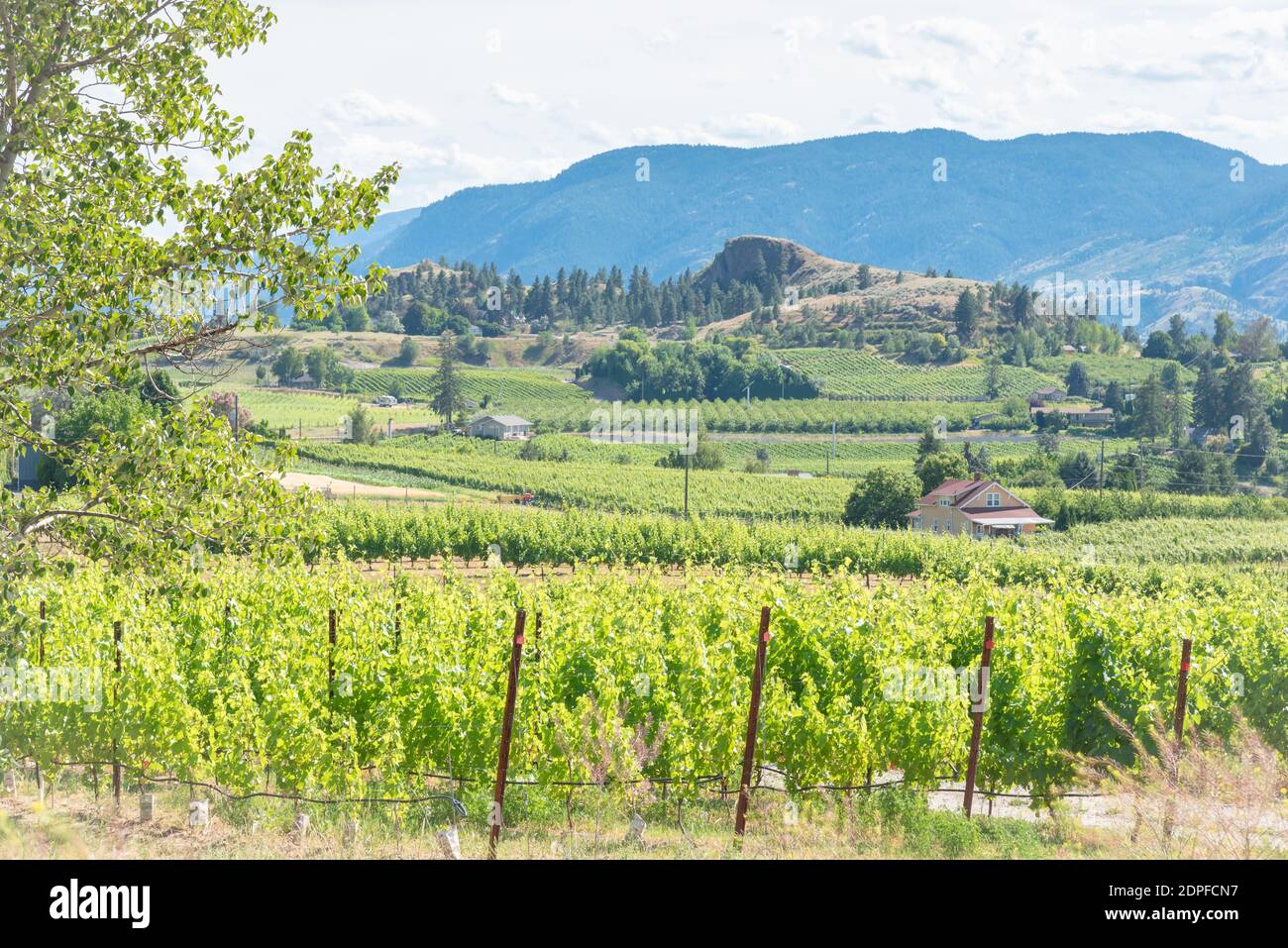 Vista de verano de los viñedos de Naramata Bench y la montaña Munson Foto de stock