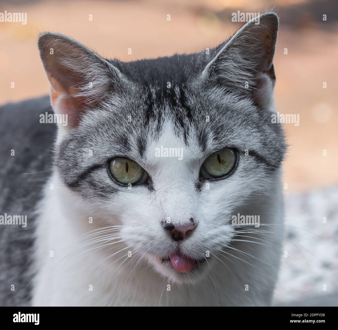 Gato sacando la lengua fotografías e imágenes de alta resolución - Alamy