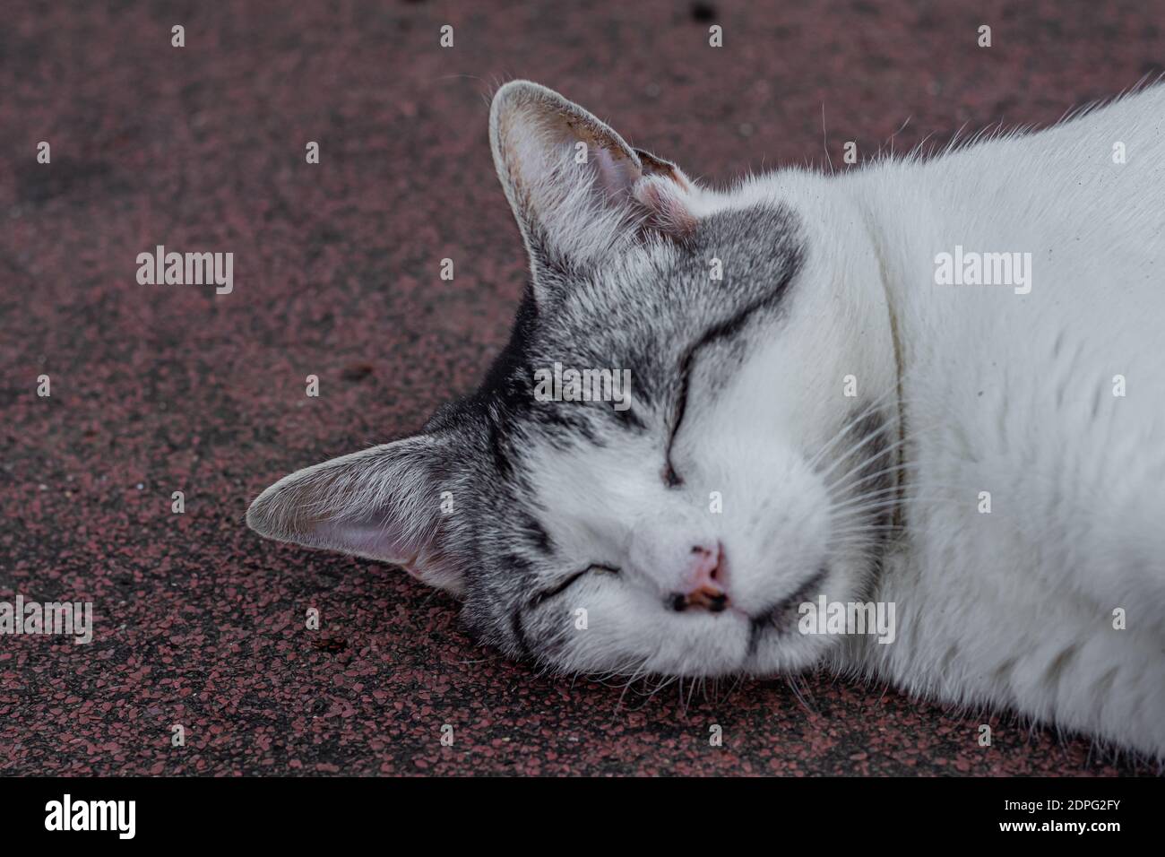 primer plano de gato blanco y gris durmiendo Foto de stock