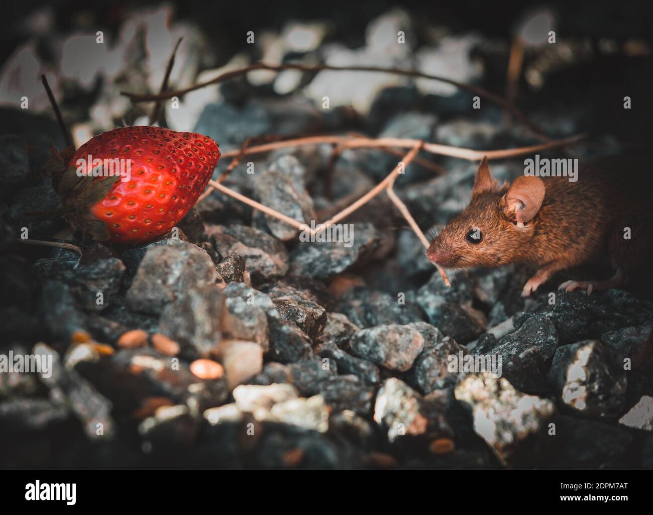 ratón va a comer una fresa - Alamy