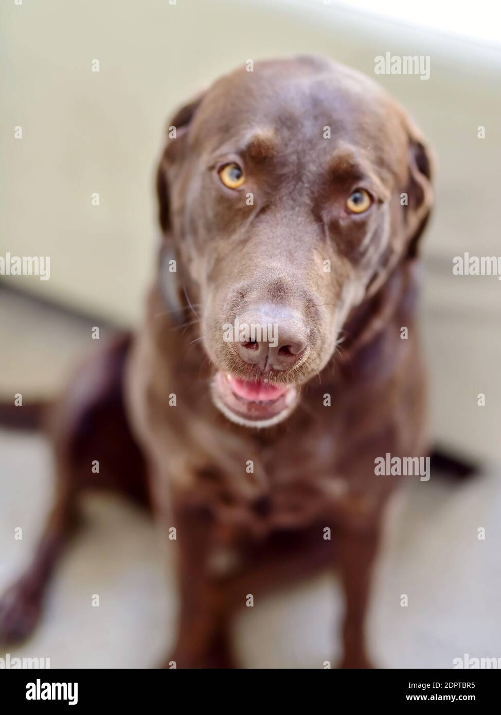 Labrador weimaraner fotografías e imágenes de alta resolución - Alamy