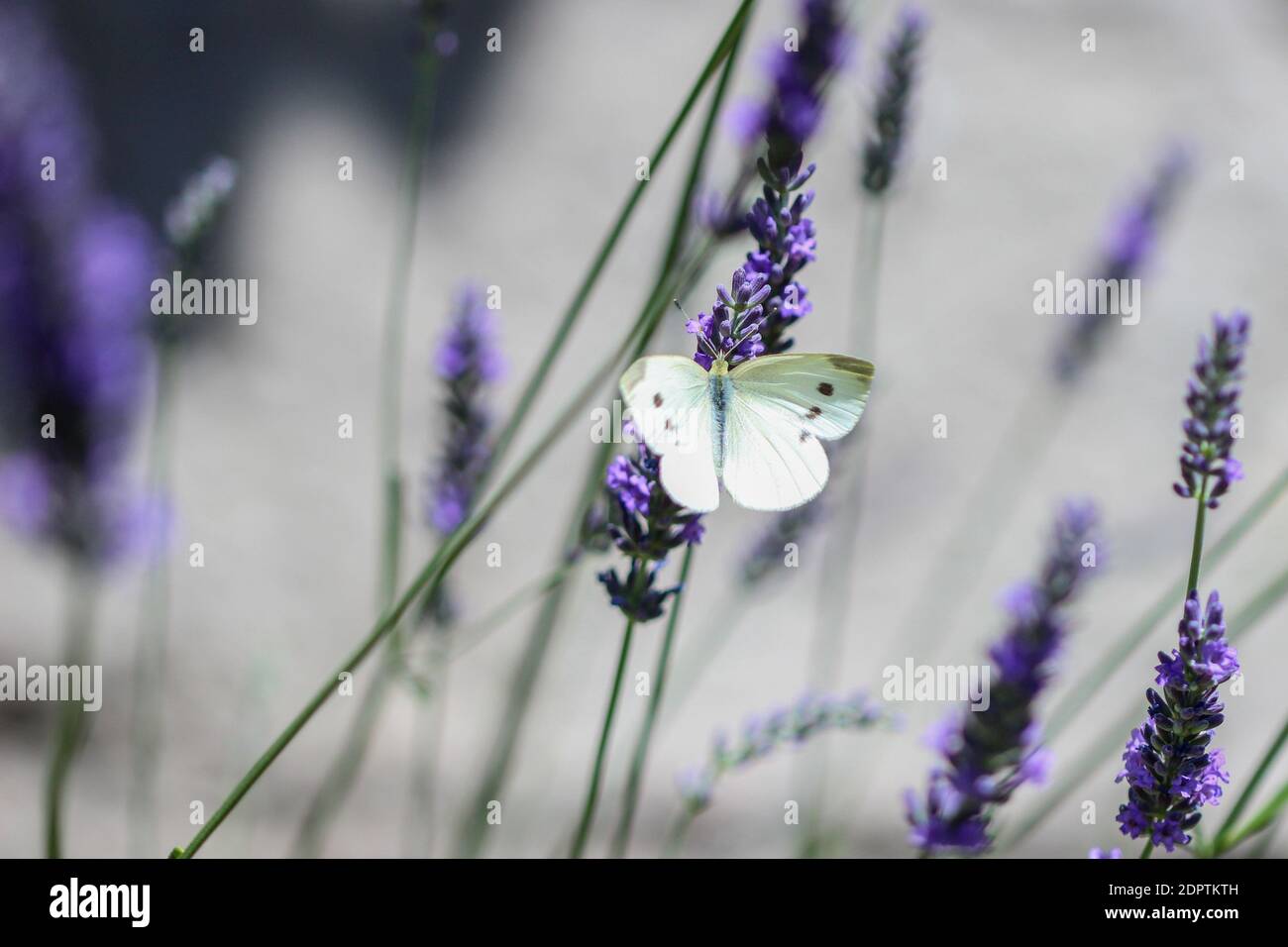 Repollo Mariposa Blanca - Pieris Rapae - en UNA lavanda florida Foto de stock