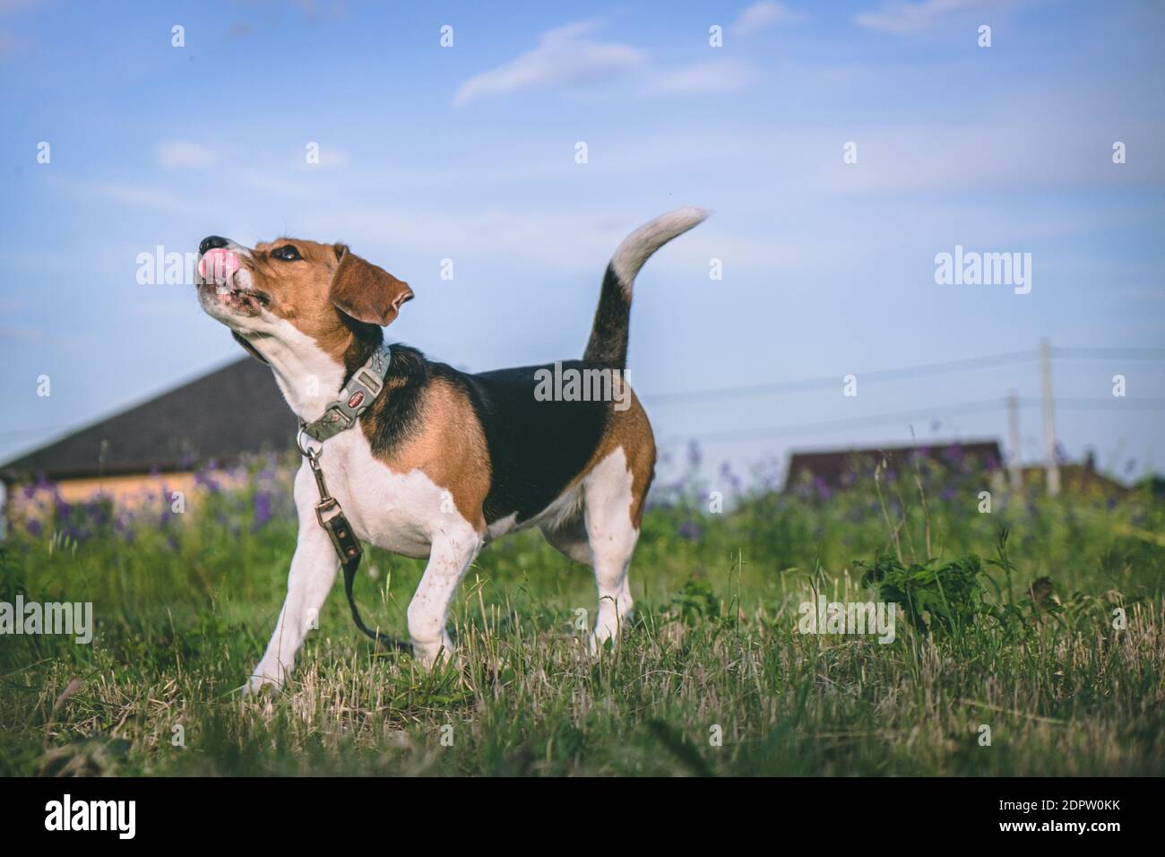 Un perro Beagle con orejas grandes corre divertido en la hierba y Licia sus  labios. El perro disfruta de la vida. Persona Fotografía de stock - Alamy