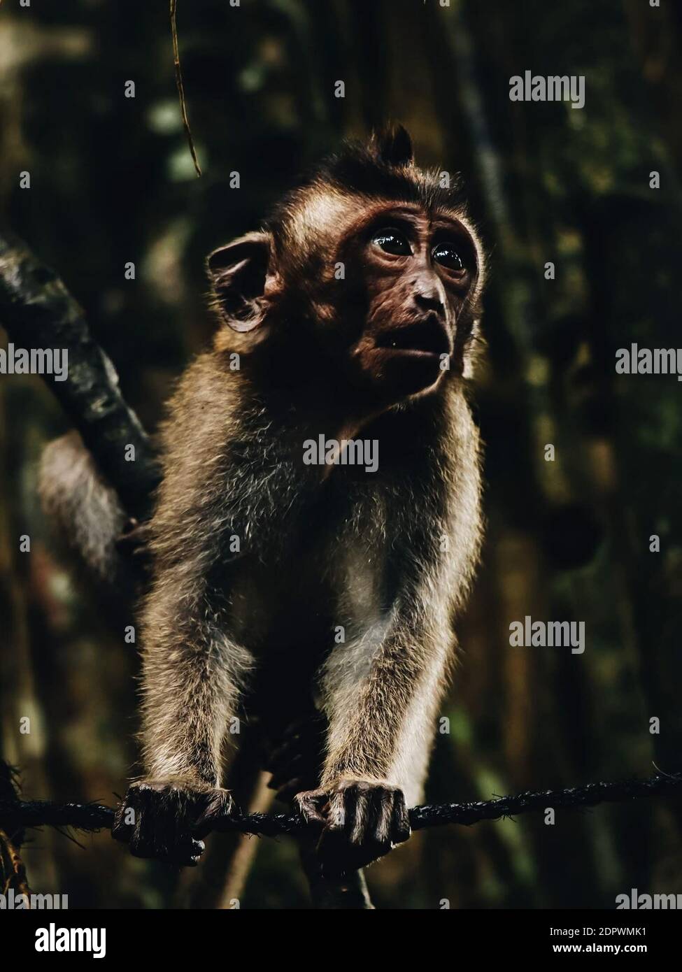 Mono mirando hacia el bosque Foto de stock