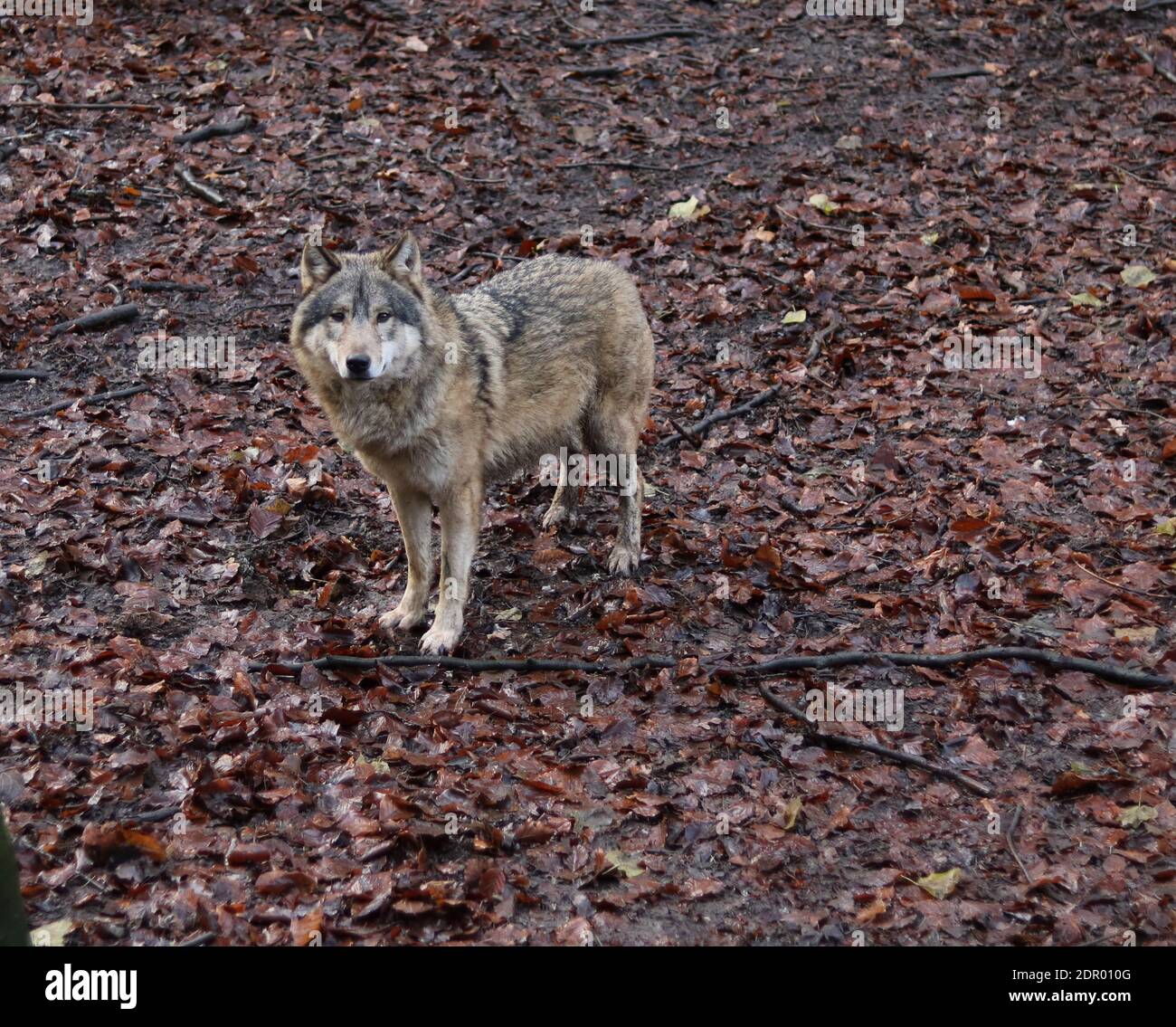 Lobo solitario de pie sobre follaje de otoño marrón con espacio de copia Foto de stock