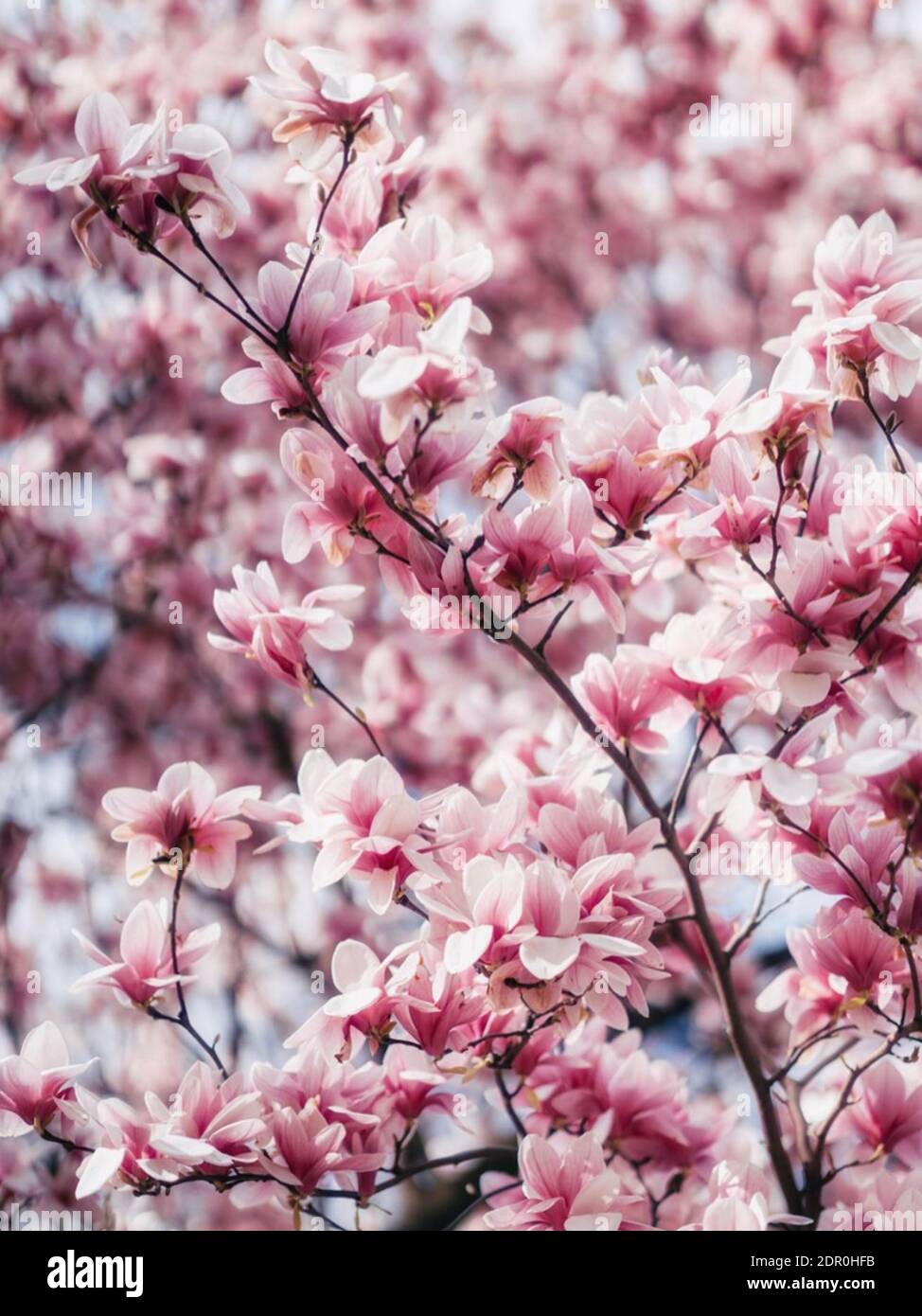 Cerca de los Cerezos en flor en primavera Rosa Fotografía de stock - Alamy