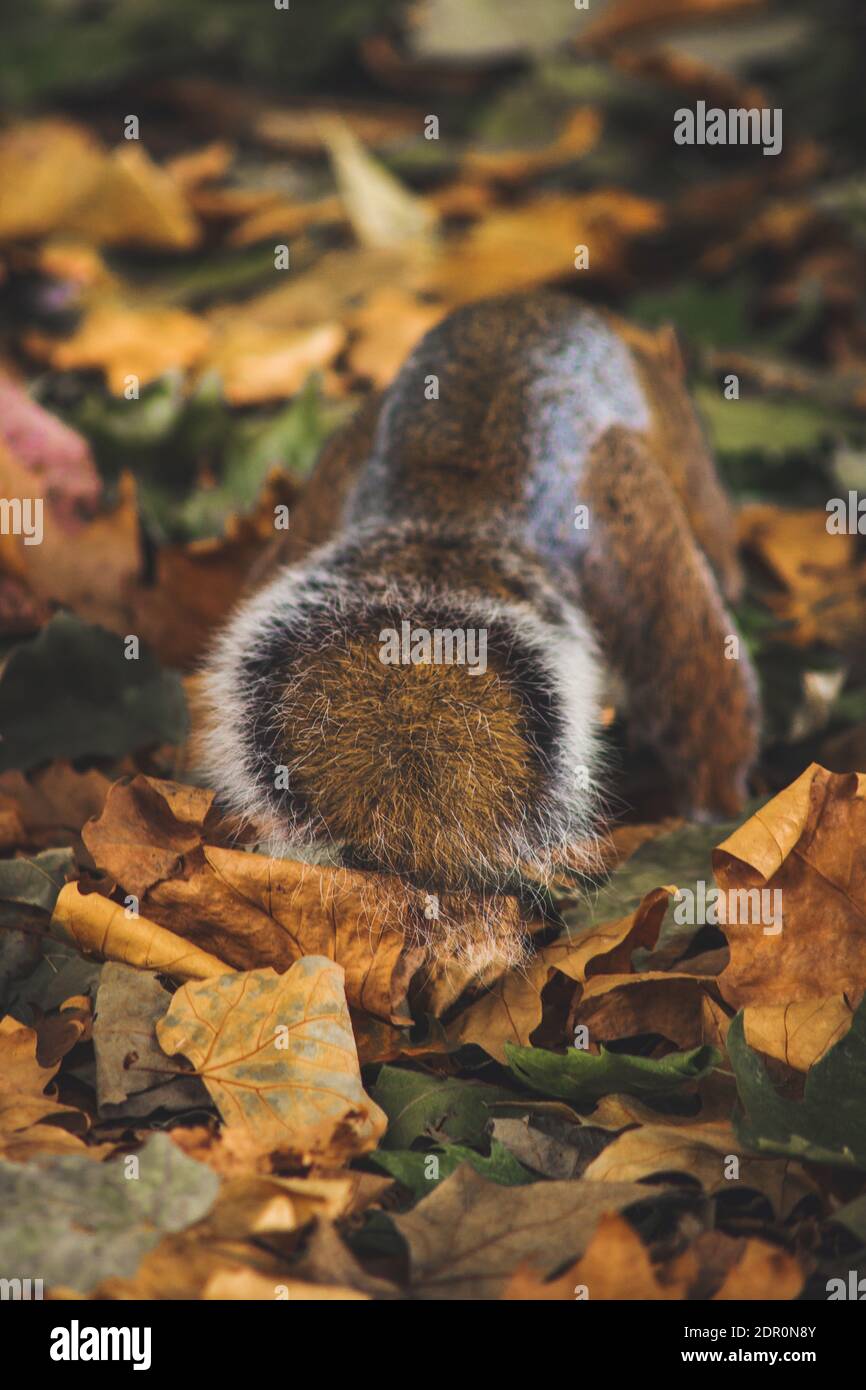 Animal en hojas secas durante el otoño Fotografía de stock - Alamy Animal en hojas secas durante el otoño Fotografía de stock - Alamy