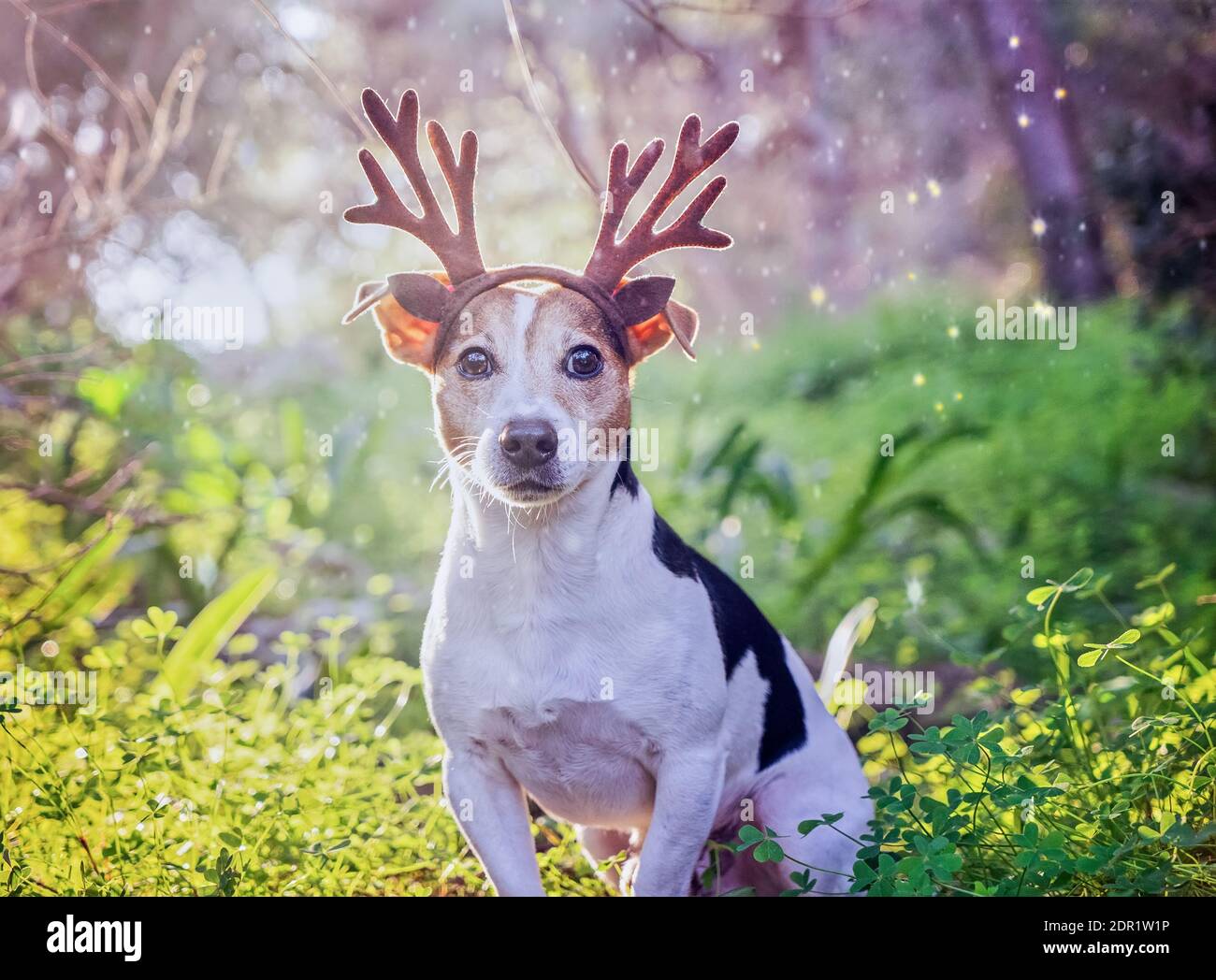Perro ciervo fotografías e imágenes de alta resolución - Alamy