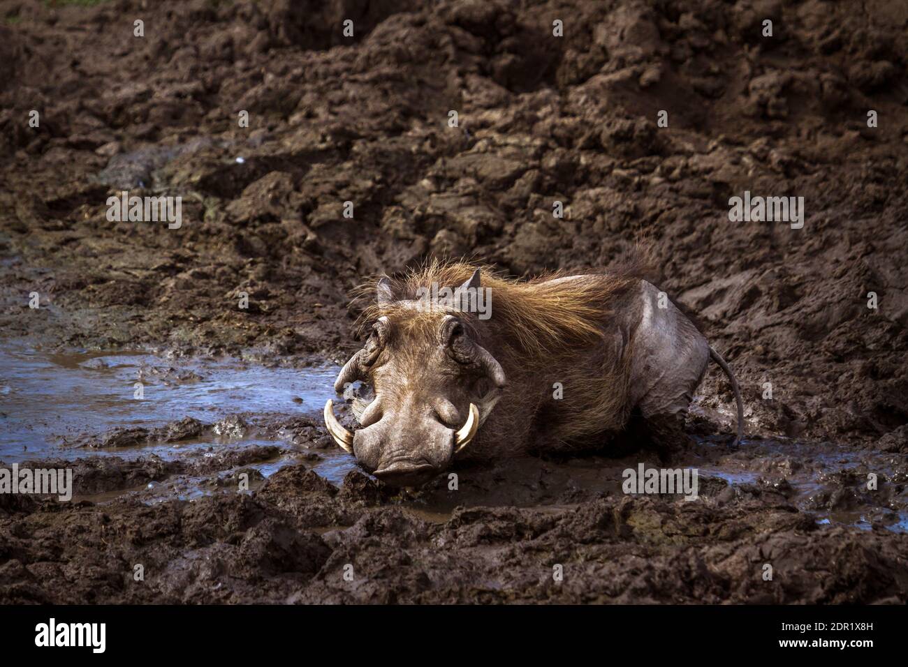Warthog Lying en Mud Foto de stock