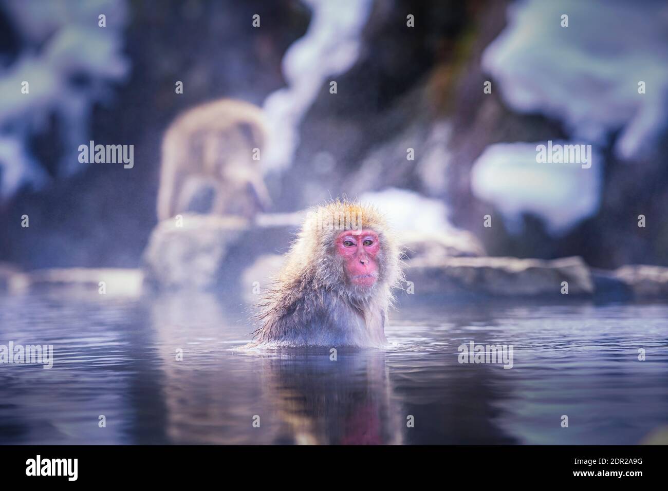 Mono de color rojo. Durante el invierno, se pueden ver monos empapándose en  una fuente termal en Hakodate Japan Fotografía de stock - Alamy