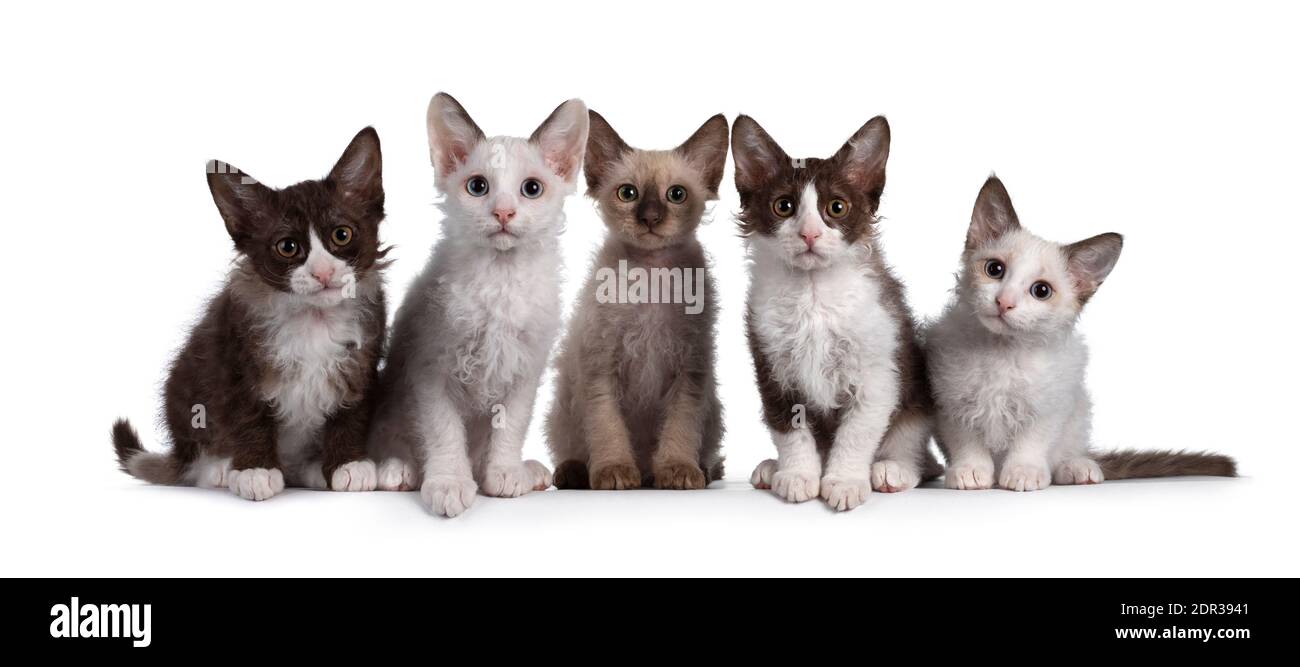 Grupo de 5 gatitos de gato LaPerm sentados uno al lado del otro en una fila  perfecta. Todos mirando curioso hacia la cámara. Aislado sobre fondo blanco  Fotografía de stock - Alamy