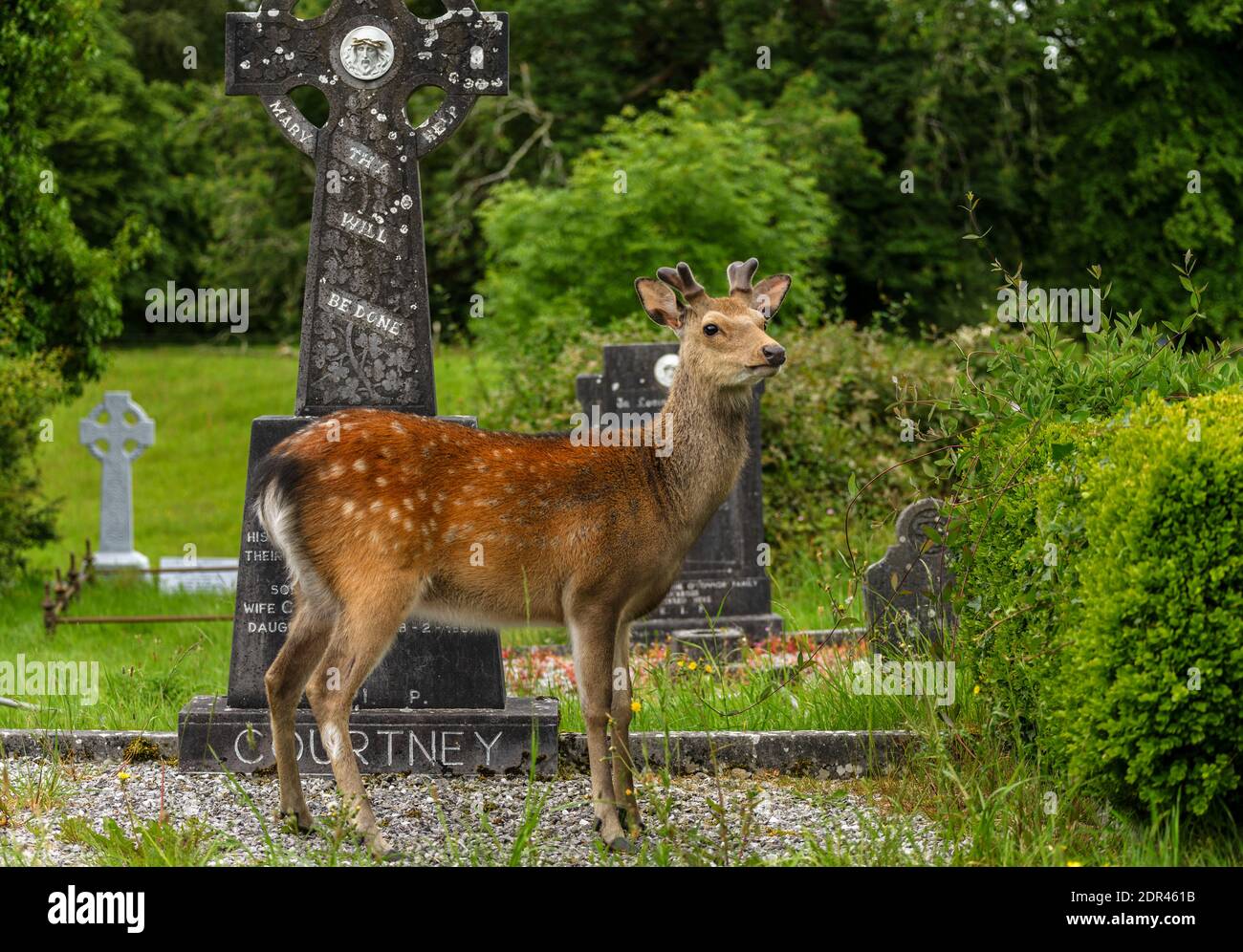 El joven ciervo en el cementerio irlandés de la abadía de Muckross en el Parque Nacional de Killarney, cerca de la ciudad de Killarney, condado de Kerry, Irlanda Foto de stock