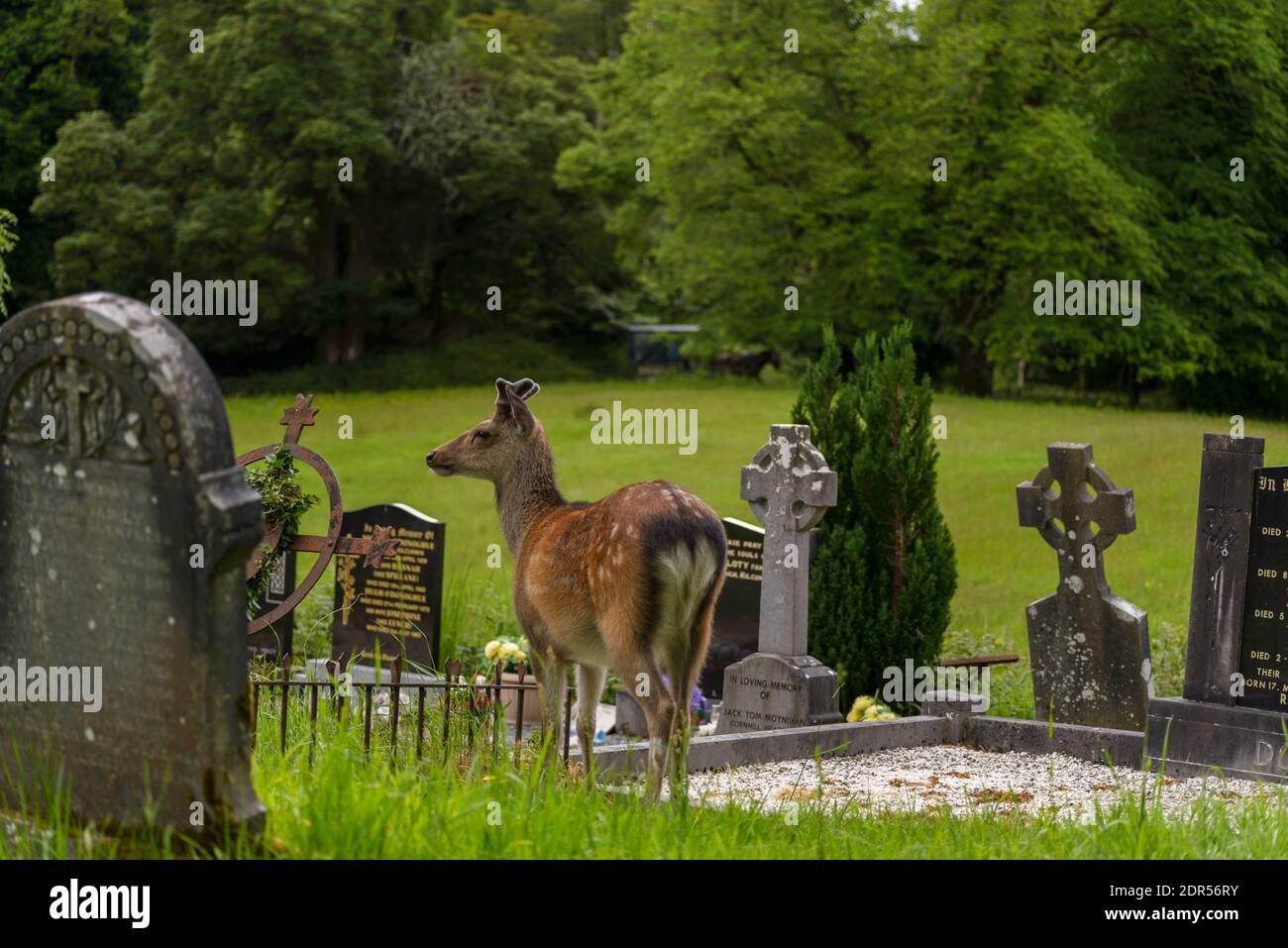 El joven ciervo en el cementerio irlandés de la abadía de Muckross en el Parque Nacional de Killarney, cerca de la ciudad de Killarney, condado de Kerry, Irlanda Foto de stock