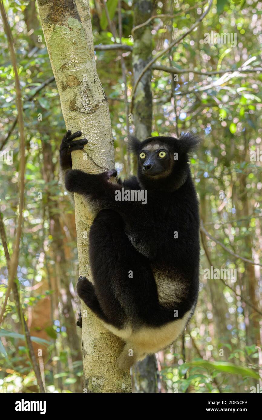 Indri (Indri), Reserva Palmarium, Madagascar Foto de stock