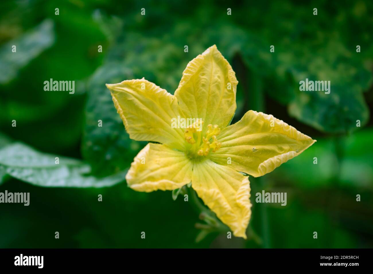 La calabaza es una parte de una planta de calabaza, que tiene flores dainty y comestibles adheridas a ella. Estas flores tienen naranja y amarillo. Foto de stock