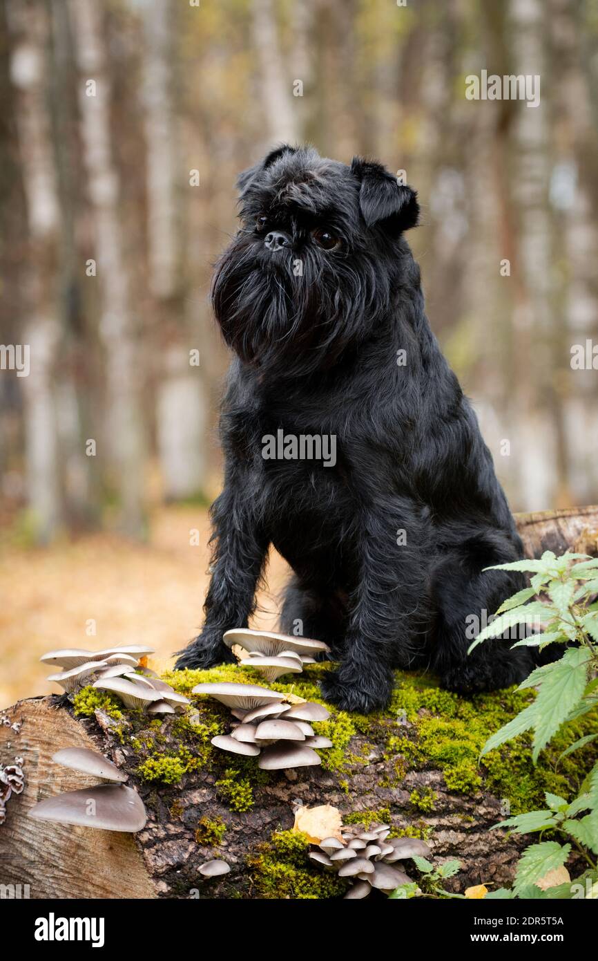Negro pequeño alambre de pelo misterioso belga Griffon perro sentado en un  tronco de árbol cubierto de musgo y setas, al aire libre en un parque  Fotografía de stock - Alamy