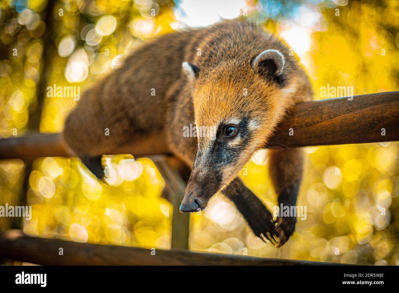 Coatis animal en cataratas del Iguazú Foto de stock