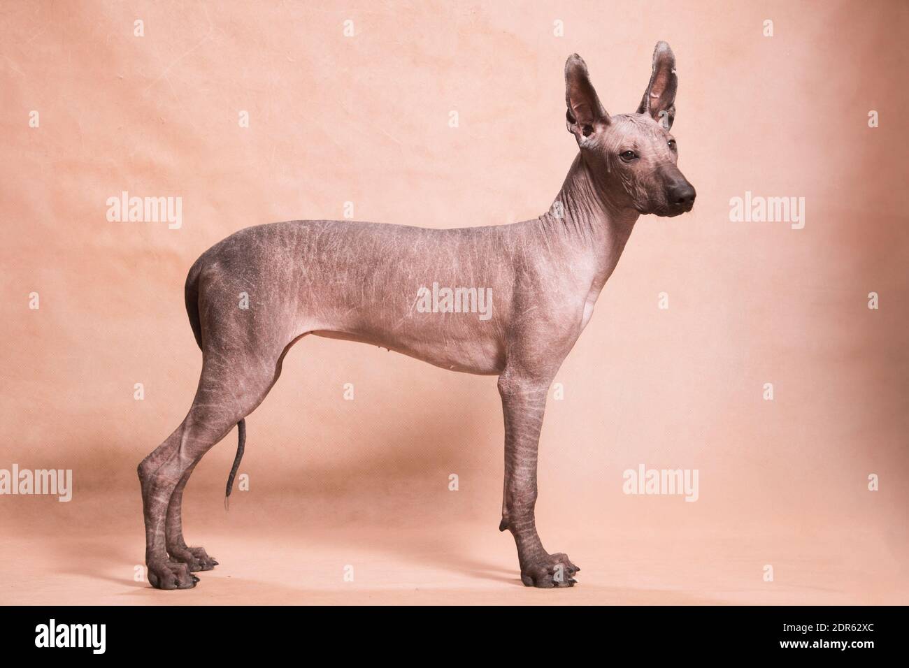 Perrito xolo marrón-beige sin pelo (xoloitzcuintle, perro mexicano sin  pelo), se encuentra en un hermoso interior sobre un fondo beige en el  estudio Fotografía de stock - Alamy