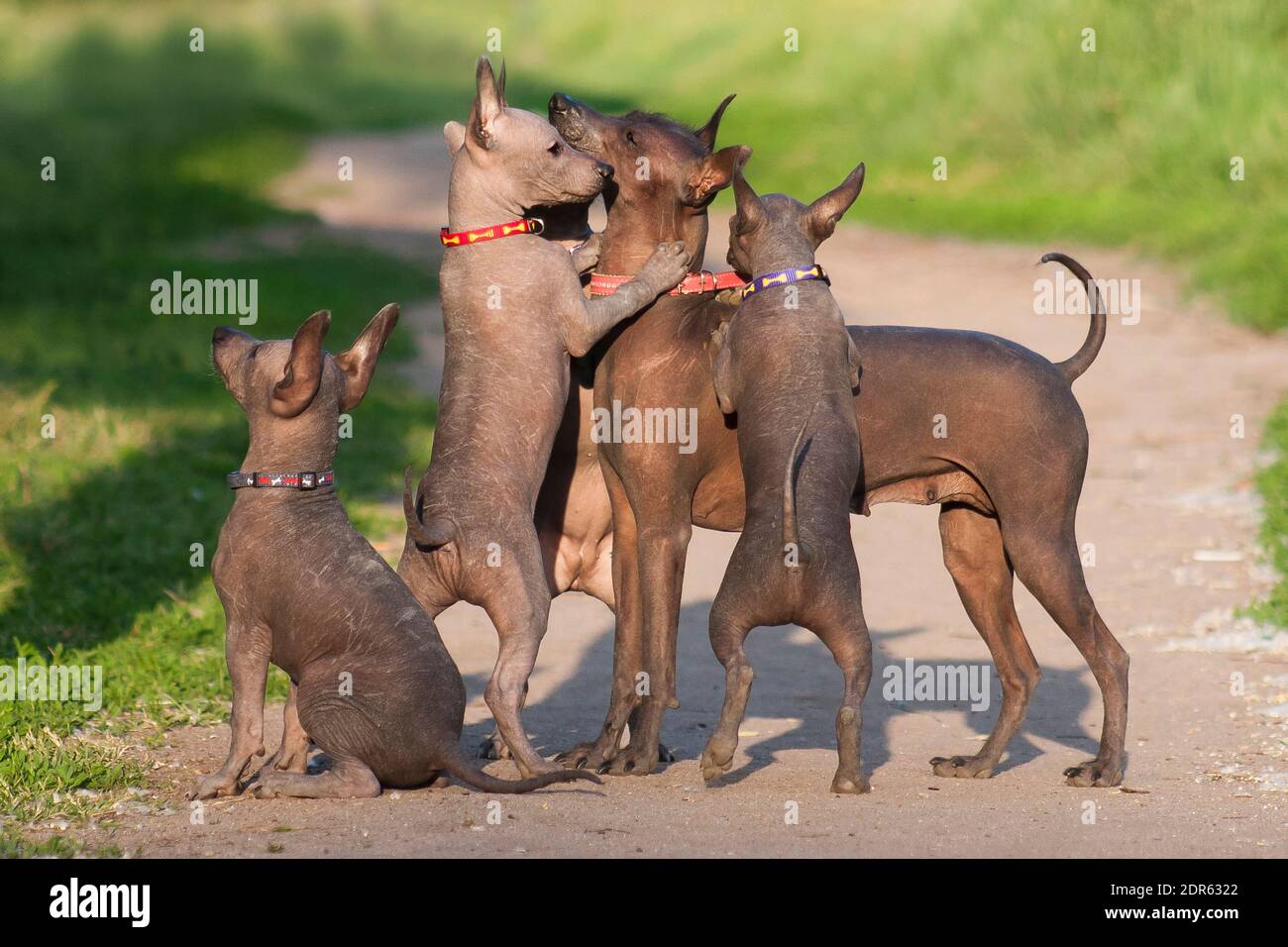 Un montón de perro de raza xolo sin pelo (xoloitzcuintle, perro mexicano  sin pelo), mamá y cachorros jugar en el verano sobre un fondo de césped  verde al aire libre Fotografía de