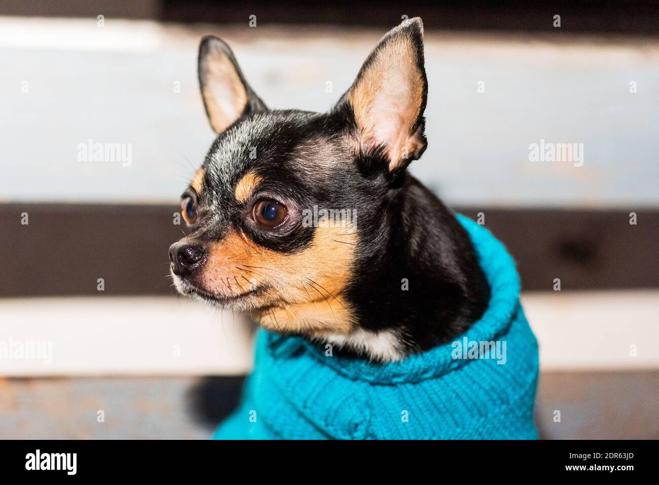 Perro Chihuahua. Perro caminando en mal tiempo. Ropa de abrigo para perros.  Perro en la ropa en un banco Fotografía de stock - Alamy