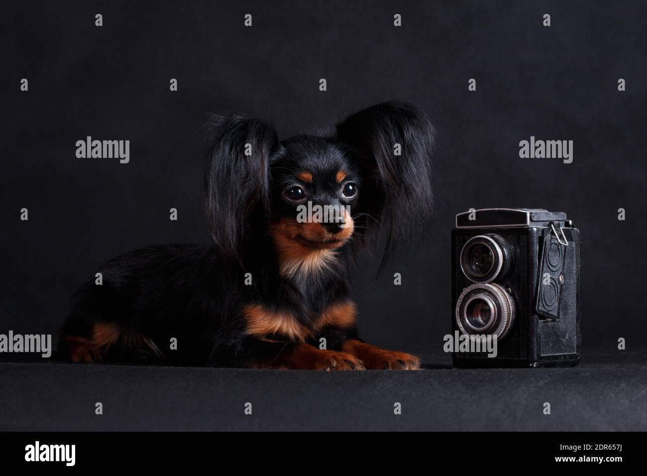 Mascotas De Concepto Parecen Personas. Fotógrafo Profesional De Perros Con  Cámara Fotográfica De Película Vintage. Pastor Australi Foto de archivo -  Imagen de animal, mascotas: 286328730