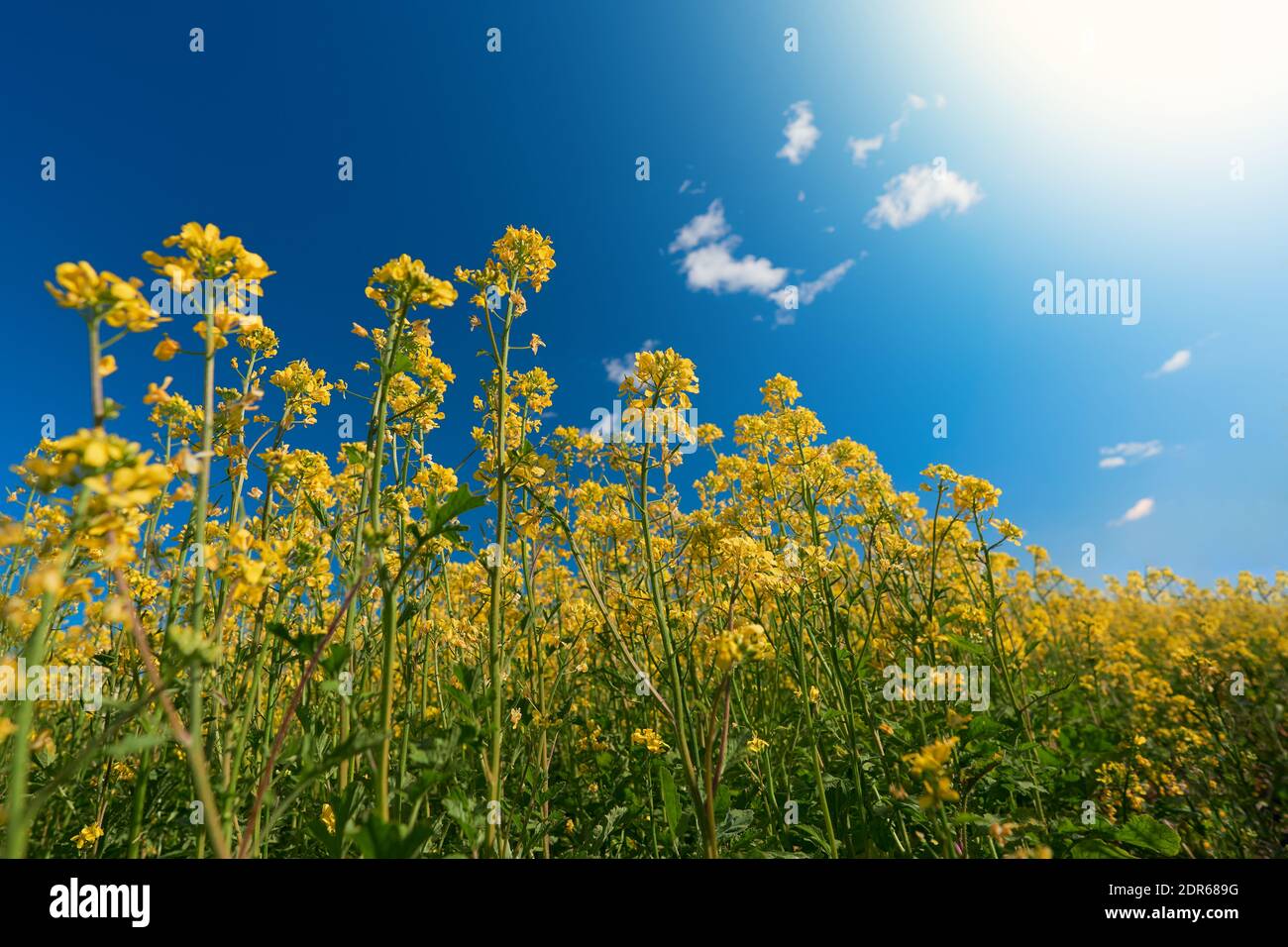 Flores amarillas de rapeseed primer plano. En el fondo, un cielo azul borroso con nubes y sol. Foto de stock