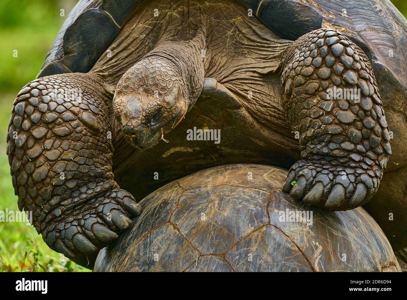 Closeup, apareamiento de la tortuga de tierra gigante (Chelonoidis nigra), Islas Galápagos Foto de stock