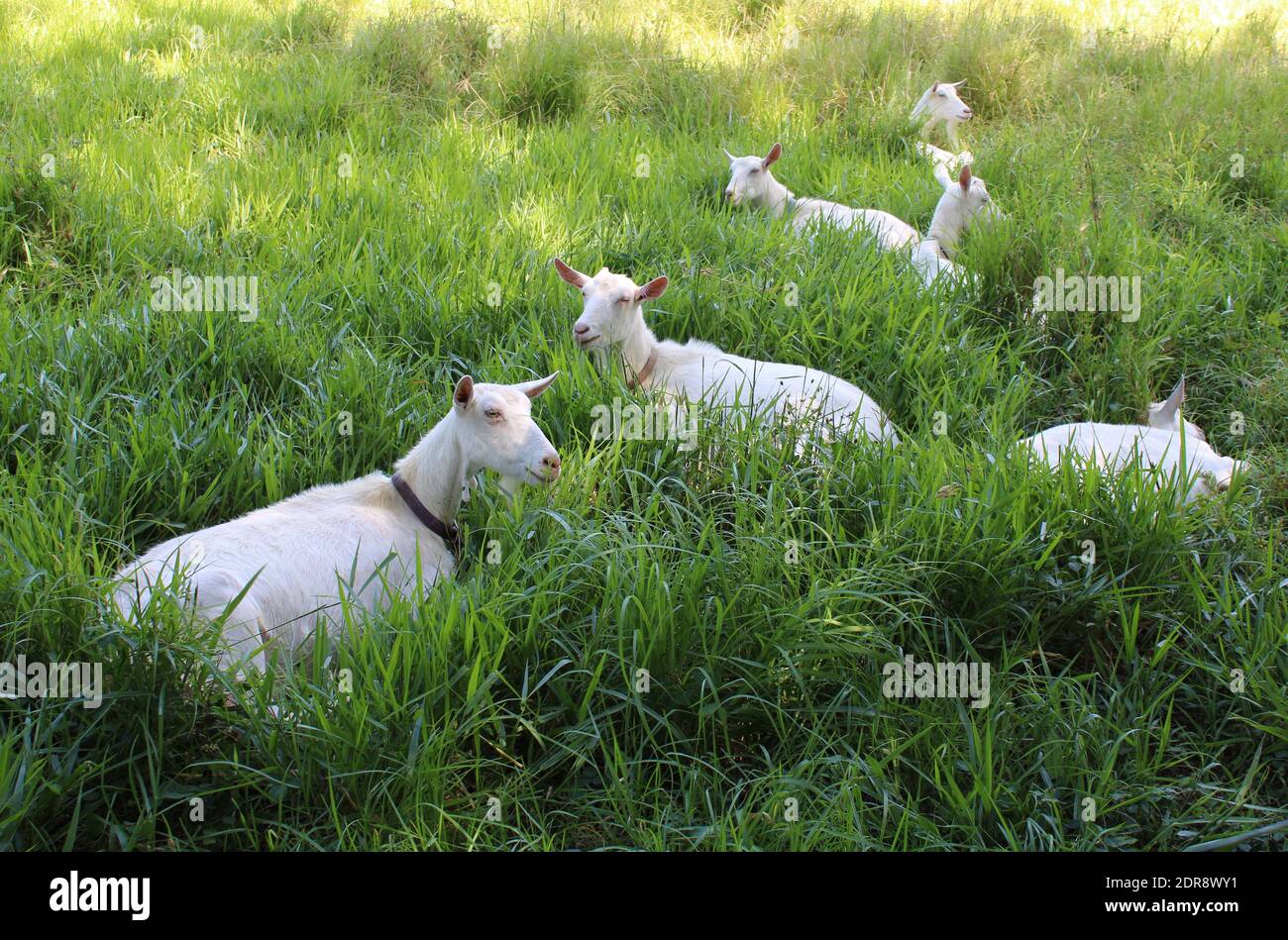 Isla Norfolk. Vida sostenible. Cabras de Saanen en la granja de lechería de cabra. Foto de stock