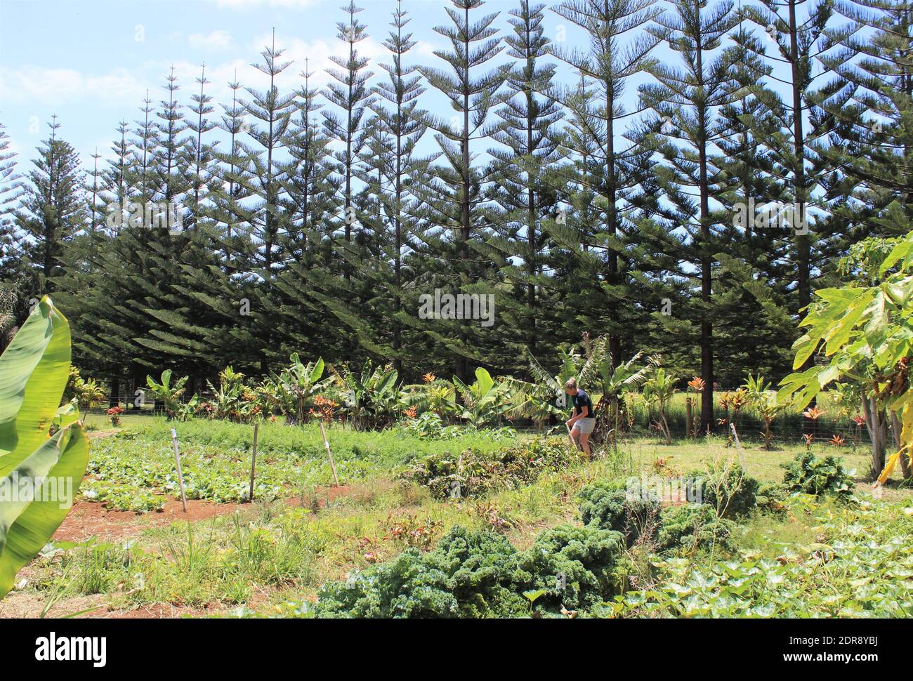 Isla Norfolk. Vida sostenible en la Isla Norfolk. Jardinería de subsistencia. Endémica Norfolk Island Pines. (Araucaria heterophylla) Foto de stock