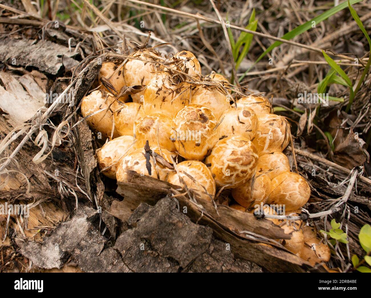 Coprinopsis variegata. Un grupo de botones de champiñón con tapa de tinta escamosa crece en la carretera en un tronco podrido, cerca del río Kootenai, en Troy Montana. Foto de stock