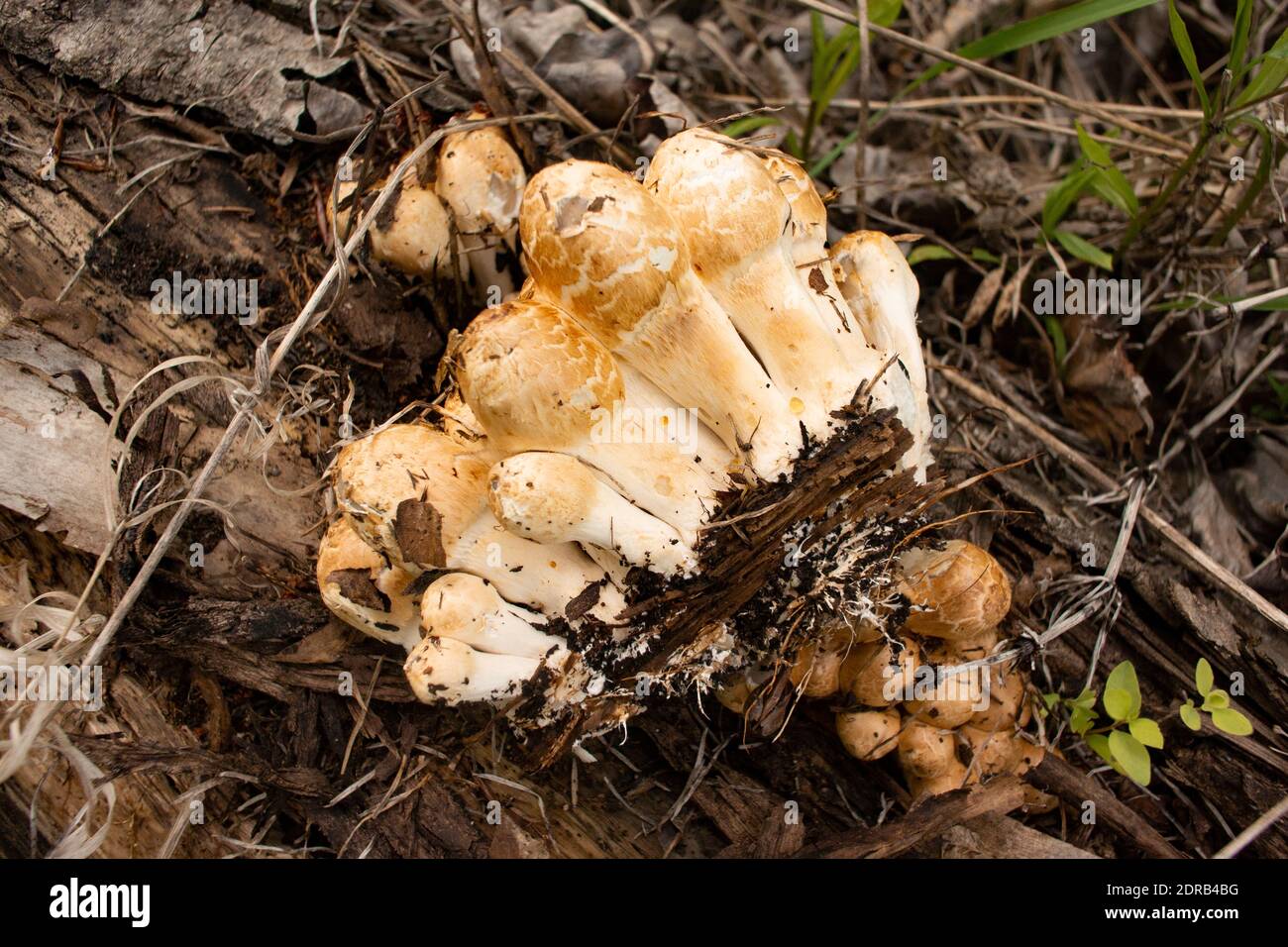 Coprinopsis variegata. Un grupo de botones de champiñón con tapa de tinta escamosa crece en la carretera en un tronco podrido, cerca del río Kootenai, en Troy Montana. Foto de stock