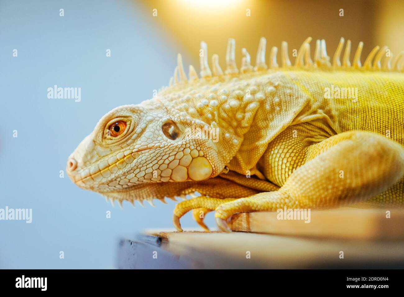 Vista de perfil de Iguana amarilla en la mesa Fotografía de stock - Alamy