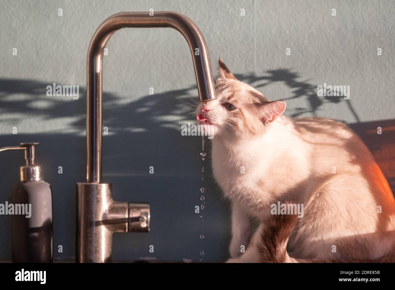 Mi Gato Gotea Agua Por La Boca Cat playing with water Fotos e Imágenes de stock - Alamy