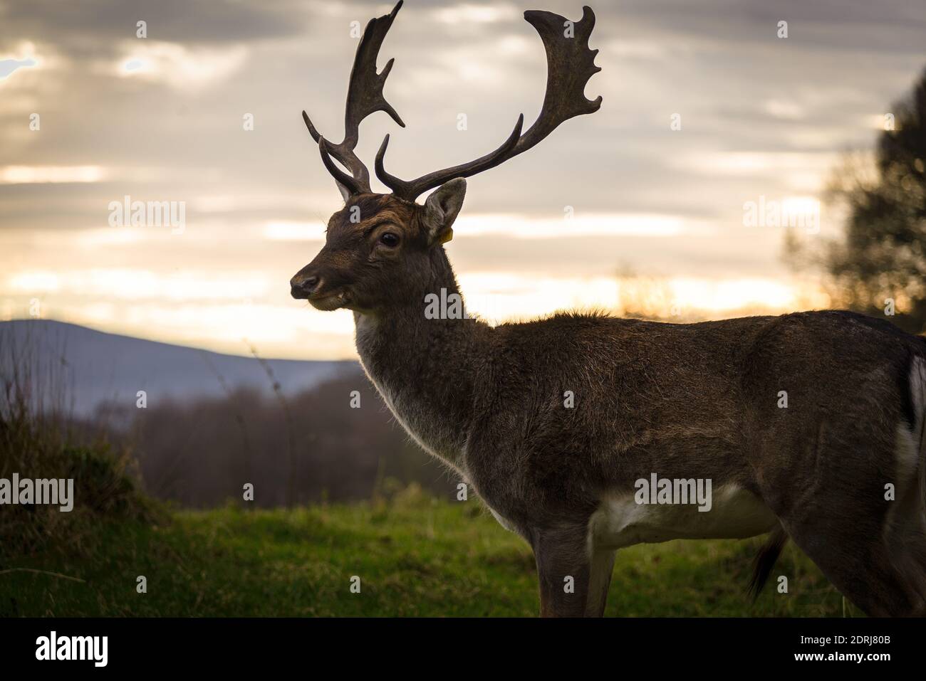 El ciervo en Phoenix Park en Dublín, Irlanda Foto de stock