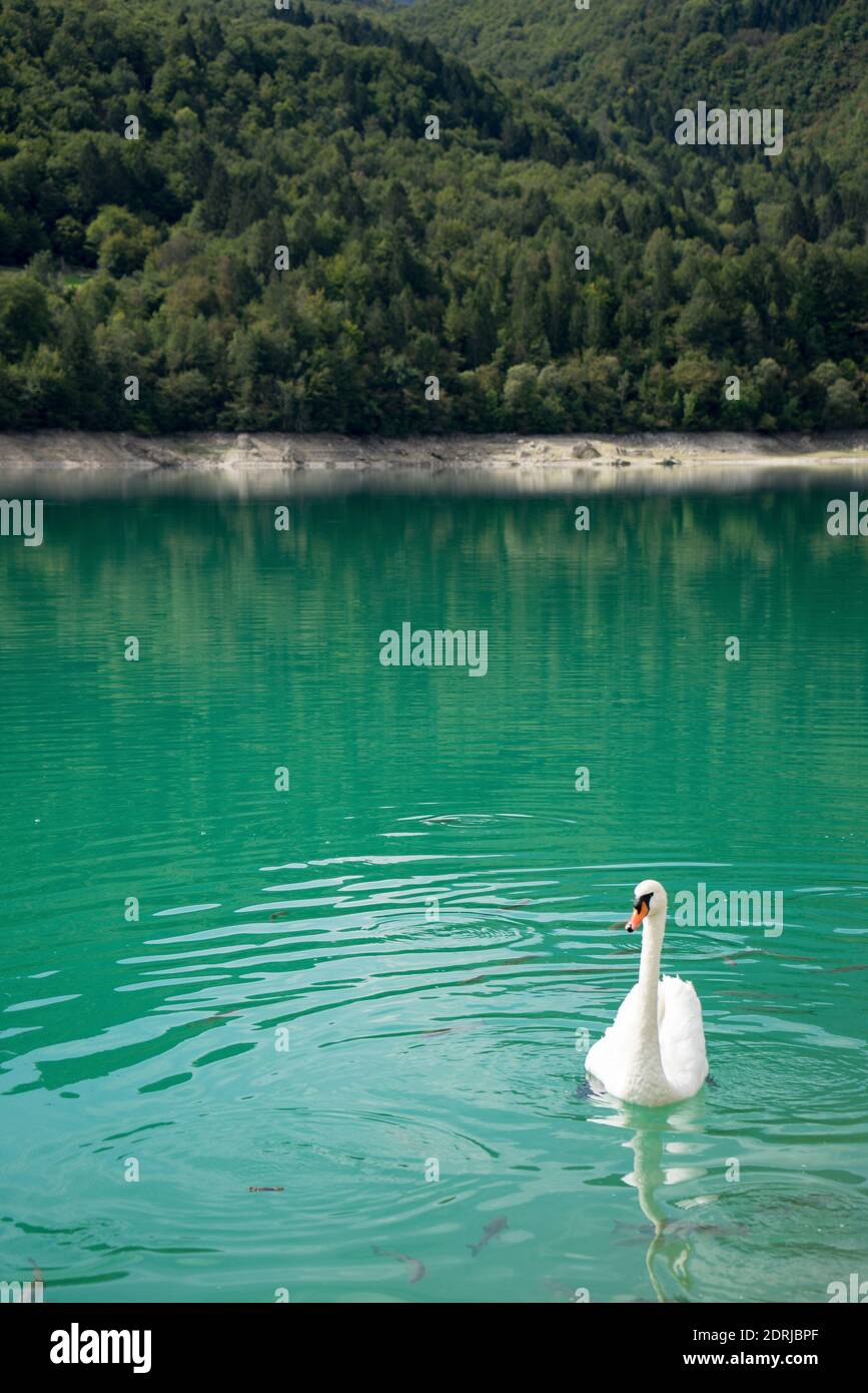 Cisne nadando en el lago Foto de stock